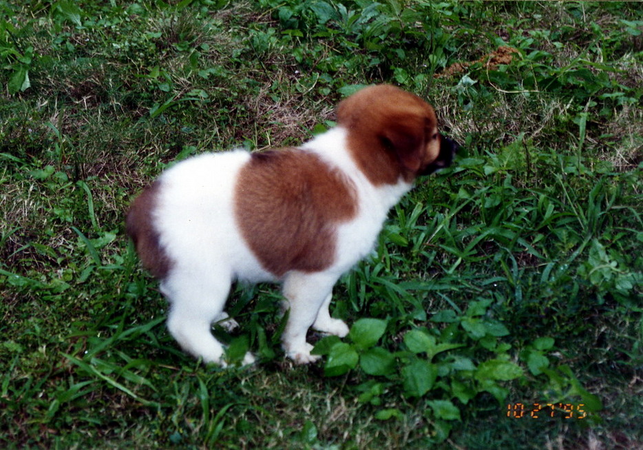 Dina's puppies born in New Garden City 19951027_1-2