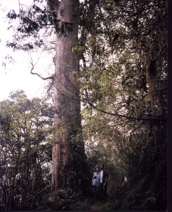 FuShan - Baling Trail hike 14ktree