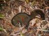 poisoned Red-bellied Tree Squirrel Callosciurus erythraeus 赤腹松鼠 (膨鼠)