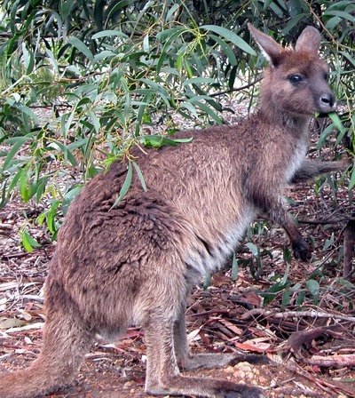 kangaroo