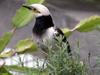 Black-collared Starling .烏領椋鳥, 黑領椋鳥 Sturnus nigricollis