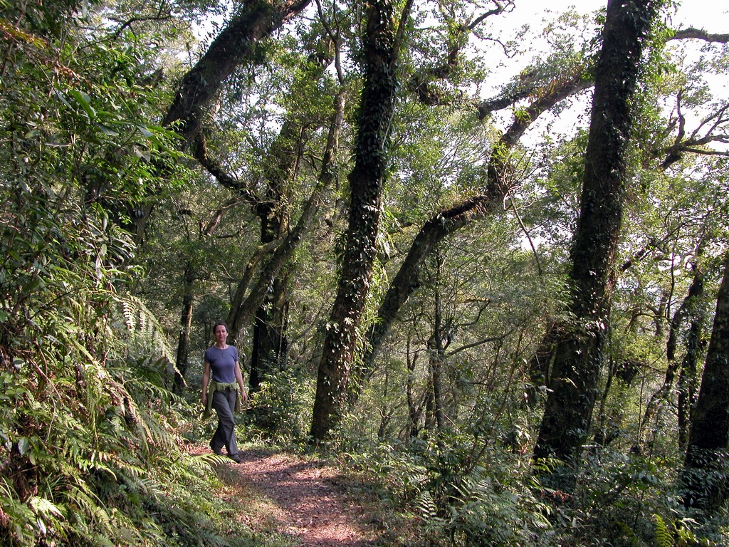 Hike from FuShan in Wulai to BaLing in TaoYuan 福山（烏來）到 巴陵（ 桃園） DSCN2880