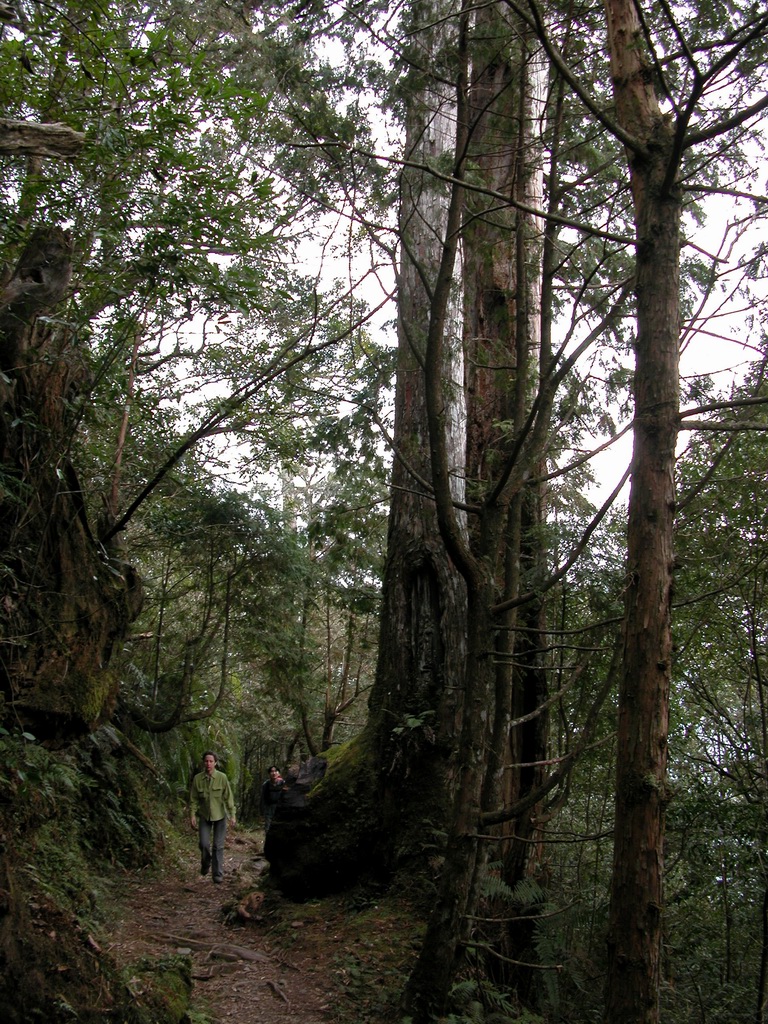 Hike from FuShan in Wulai to BaLing in TaoYuan 福山（烏來）到 巴陵（ 桃園） DSCN2913