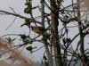 next photo: Taiwan Yuhina 冠羽畫眉 (guàn yǔ huàméi) Yuhina brunneiceps