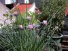 Flowering chives in home garden