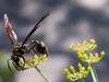 bee in fennel, Hymenoptera, 9/19