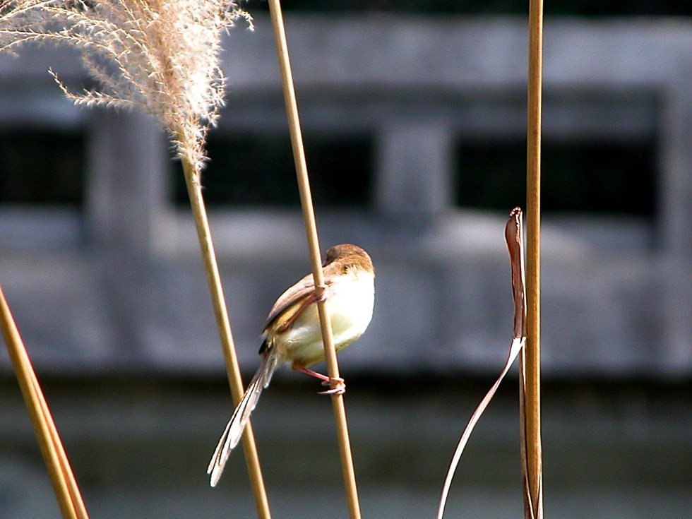 February wildlife by Dan 5538