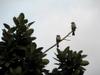 Chinese Bulbul 白頭翁 (báitóuwēng) Pycnonolys Sinensis