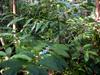 next photo: small-leaved lasianthus 圓葉雞屎樹 (yuán yè jī shǐ shù) Lasianthus wallichii