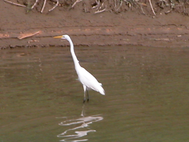 Wildlife DSCN9611