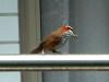 next photo: Taiwan scimitar babbler 小彎嘴 (xiǎo wān zuǐ) Pomatorhinus musicus