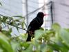 Black Bulbul 紅嘴黑鵯 (hóng zuǐ hēi bēi) Hypsipetes leucocephalus