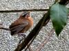 Immature Taiwan scimitar babbler 小彎嘴 (xiǎo wān zuǐ) Pomatorhinus musicus