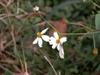 next photo: farmers friend 咸豐草 (xiánfēng cǎo) bidens pilosa