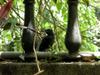 young whistling thrush 紫嘯鶇 at home