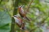 Streak-breasted Scimitar-Babbler 小彎嘴 Pomatorhinus ruficollis