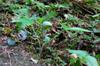 Small Dragonroot 申跋 (shēn bá) Arisaema ringens