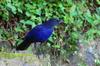 Formosan Whistling Thrush 紫嘯鶇 (zǐ xiào dōng) Myiophoneus insularis