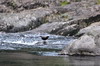 Brown Dipper 瘝喲野 Cinclus pallasii