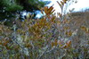 Nanhu 2007 9663