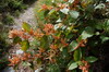 Nanhu 2007 9664