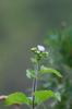 白花藿香薊 Ageratum conyzoides