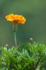 marigold 金盞花Tagetes erecta