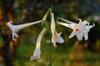 New Garden City 花園新城 Taiwan Lily 台灣百合 Lilium formosanum