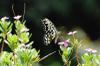 male Lemon Butterfly 無尾鳳蝶Papilio demoleus