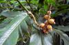 Alpinia uraiensis 烏來月桃, 大輪月桃, Fudekeng 福德坑