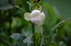 guava flower