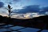 on the roof at dusk