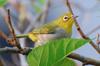 Japanese White-eye 綠繡眼 Zosterops japonicus