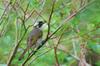 Light-vented Bulbul 白頭翁 Pycnonotus sinensis formosae