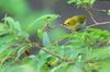 Japanese White-eye 綠繡眼 Zosterops japonicus