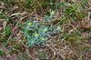 Plants 4419