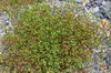 Taoshan 4475