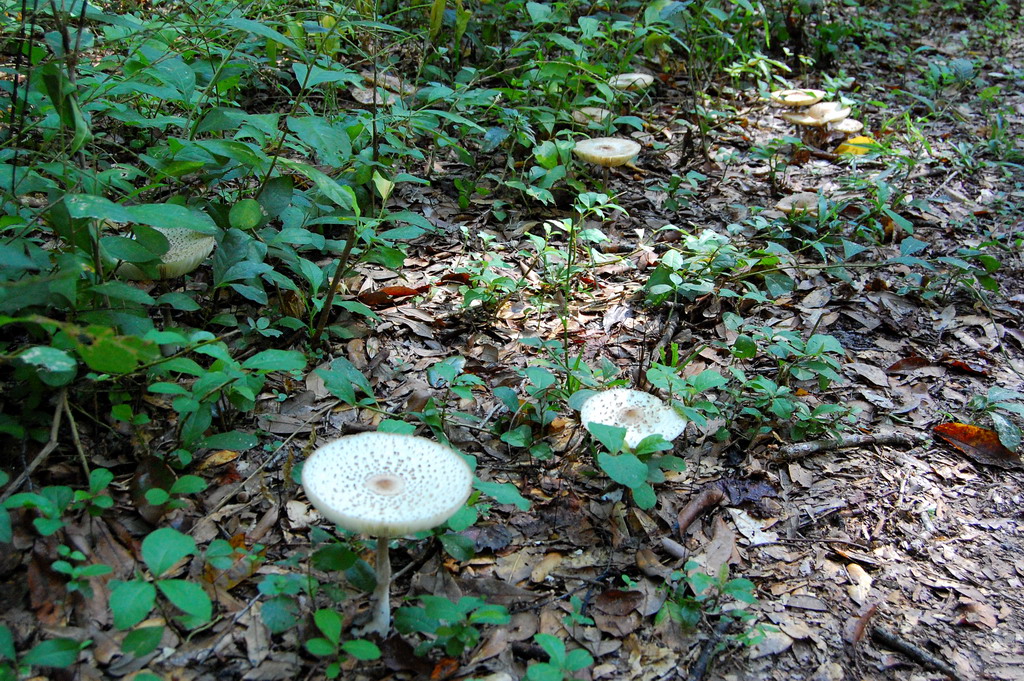 US - Fall 2007 7760
