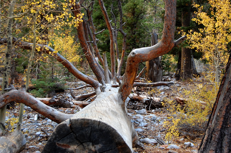 US - Fall 2007 8788