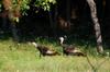 turkeys