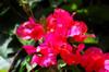 next photo: bougainvilleas