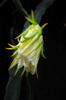 Pitaya or Dragonfruit 火龍果 Hylocereus undatus