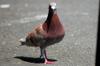 NGC bus stop pigeons