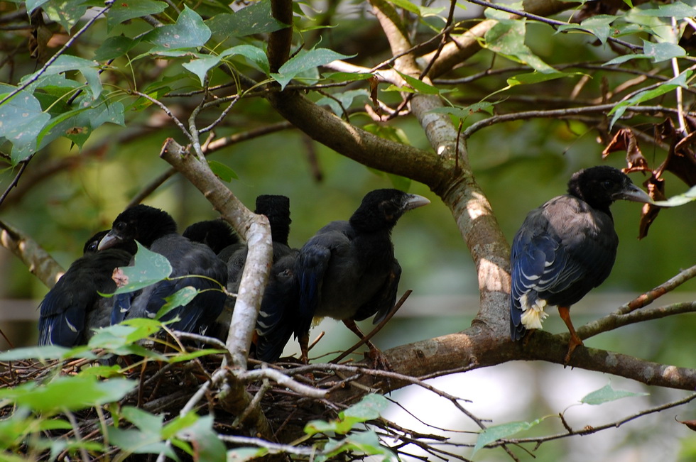 Blue Magpies 12663