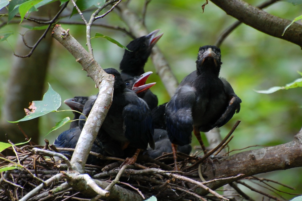 Blue Magpies 12674