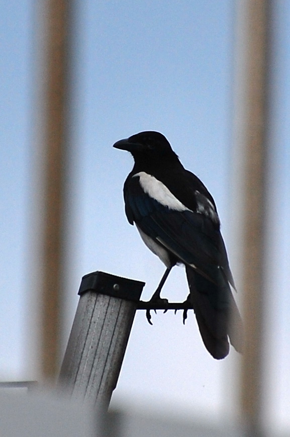 Blue Magpies 12678