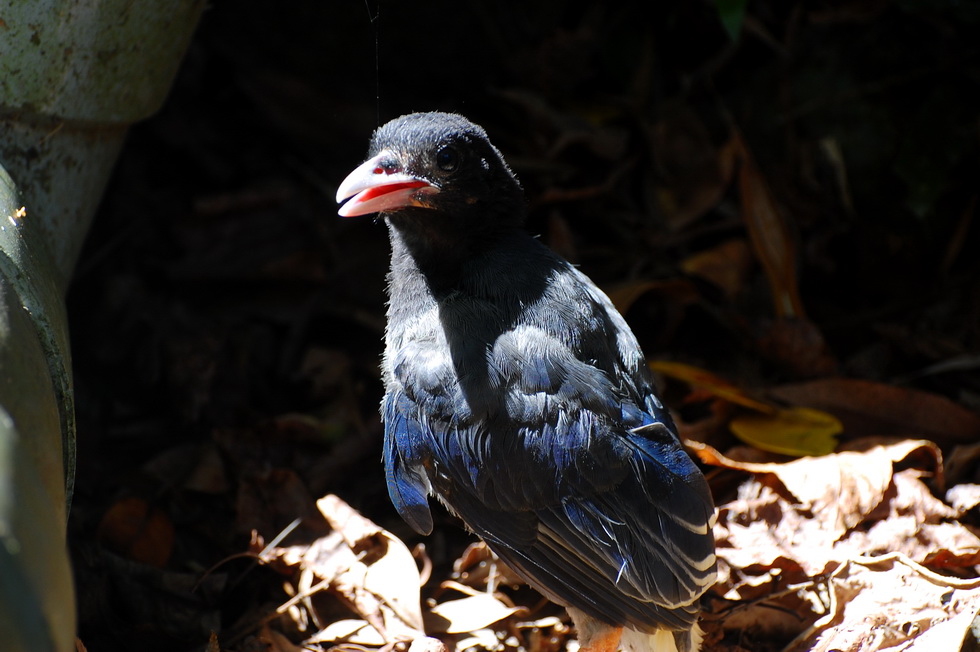 Blue Magpies 12731