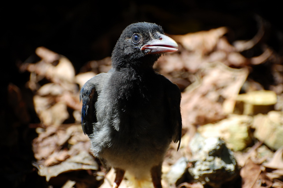 Blue Magpies 12735