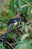 Gray Treepie 樹鵲 Dendrocitta formosae