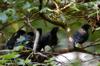 Formosan Blue Magpies leaving the nest